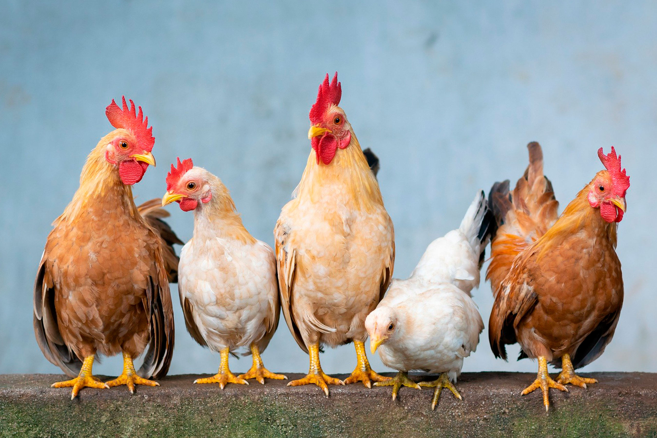gallina